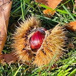 Auch Kastanien gedeihen längs des Weges zum Signaterhof