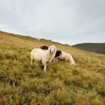 Flauschige Wegbegleiter