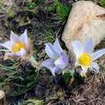 Gewöhnliche Kuhschelle