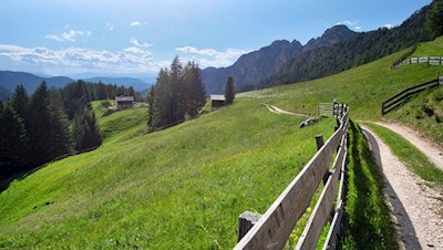 Die Plafötsch Alm ist in eine idyllische Blumenwiese gebettet