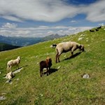 Zahlreiche Schafe laben sich an den saftigen Bergwiesen