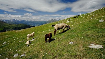 Zahlreiche Schafe laben sich an den saftigen Bergwiesen