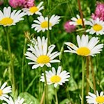 Die Wiesen rund um den Schlern gelten als besonders blumenfroh