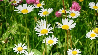 Die Wiesen rund um den Schlern gelten als besonders blumenfroh