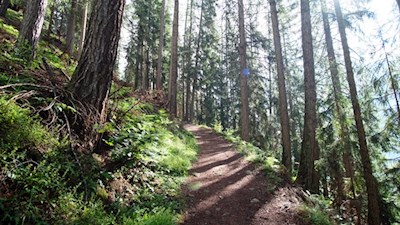 Im steten Anstieg zur Wollbachalm