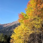 „Nichts ist für mich mehr Abbild der Welt und des Lebens als der Baum.“ (Christian Morgenstern)