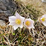 Im Frühling gedeihen zarte Kuhschellen am Wegesrand