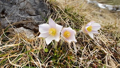 Im Frühling gedeihen zarte Kuhschellen am Wegesrand