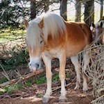 Haflinger auf der Rodenecker Alm