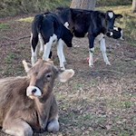 Kühe an der Sigmund Freud Promenade