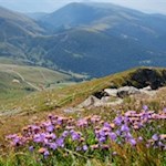 Die Grashänge unterhalb des Ifingers verwandeln sich im Sommer in ein schönes Blumenmeer