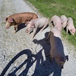 Die entzückenden Schweinchen der Martalm