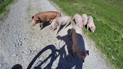 Die entzückenden Schweinchen der Martalm