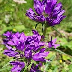 Gentiana asclepiadea