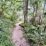 Sanft schlängelt sich der baum- und strauchumsäumte Weg in Richtung Erl