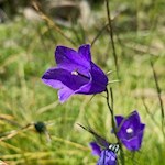 Glockenblume am Wegesrand