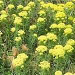 Farbenfrohe Frühlingsboten am Wegesrand