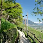 Der Marlinger Waalweg schlängelt sich durch malerische Obstwiesen