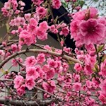 Farbenfrohe Blütenpracht beim Ansitz Fonteklaus