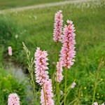 Auch der Schlangen-Knöterich wächst auf der Seiser Alm
