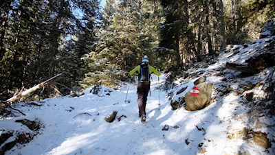 Im steten Anstieg durch den Wald