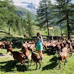 Meckernde Weggefährten auf dem Weg zur Edelrauthütte...