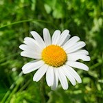 Margerite am Wegesrand