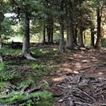 Durch den Wald zum Latzfonser Kreuz