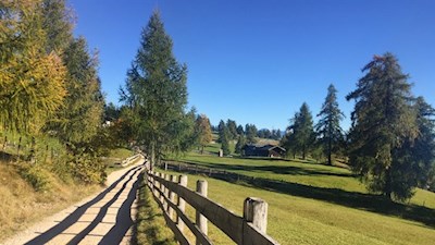 Der Salten ist das größte Lärchenplateau Europas