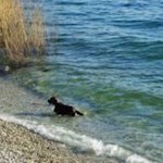 ... e qualcun altro si gode l'acqua fresca