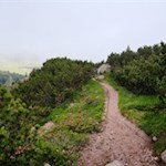 Der Weg wird von Latschenkiefern umsäumt