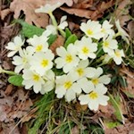 Delicati messaggeri di primavera sul ciglio della strada