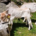 Um die Huberalm weiden zahlreiche glückliche Almtiere
