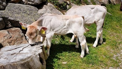 Um die Huberalm weiden zahlreiche glückliche Almtiere
