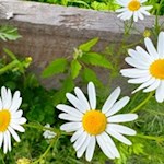 Der Wanderweg zum Ederhof wird von einigen Blumen gesäumt