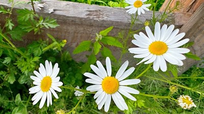 Der Wanderweg zum Ederhof wird von einigen Blumen gesäumt