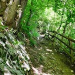 Der Keschtnweg führt durch schattenspendende Wälder