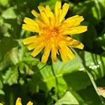 Blumen säumen den Weg zur Kurzkofelhütte