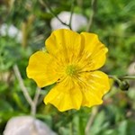 Blumen umsäumen den Wanderweg zur Neuhütt Alm
