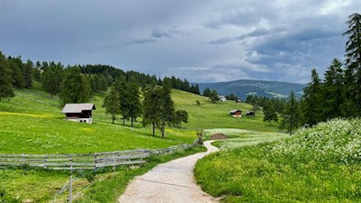 Sanft schlängelt sich der Wanderweg durch die Lärchenwiesen des Salten