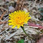 Der Wanderweg zum Kirchlein St. Helena wird von zarten Blümchen gesäumt
