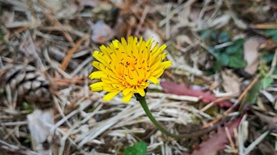 Der Wanderweg zum Kirchlein St. Helena wird von zarten Blümchen gesäumt