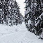 Die Haunold Rodelbahn führt durch den Winterwald