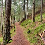 Durch den harzduftenden Wald zur Kehlburg