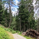 Der Rückweg von der Plattner Alm erfolgt auf dem Hinweg