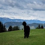 Und noch jemand genießt die malerische Aussicht nahe der Tuffalm...