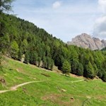 Durch Wald und Wiesen auf die Seceda