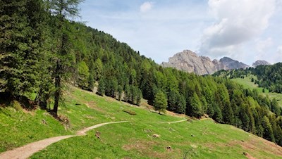 Durch Wald und Wiesen auf die Seceda
