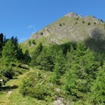 Hinter der Pircher Alm steigt der Weg über bewaldete Hänge auf das Gorner Joch an