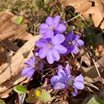 Im Frühling gedeihen auf dem Ritten zarte Leberblümchen
